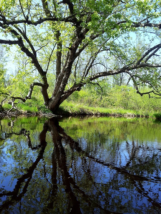 Deertail Creek Nature