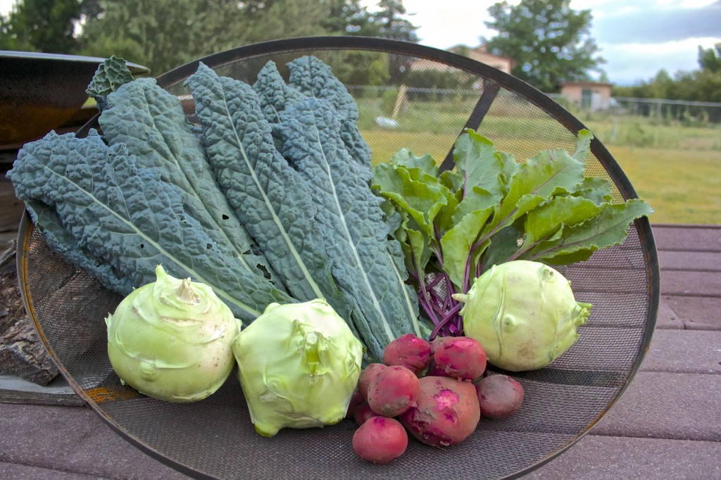 I've been eating kale from the garden for years it feels like, and kohlrabi for the past couple of weeks. This is the first bunch of beet greens and baby red potatoes.