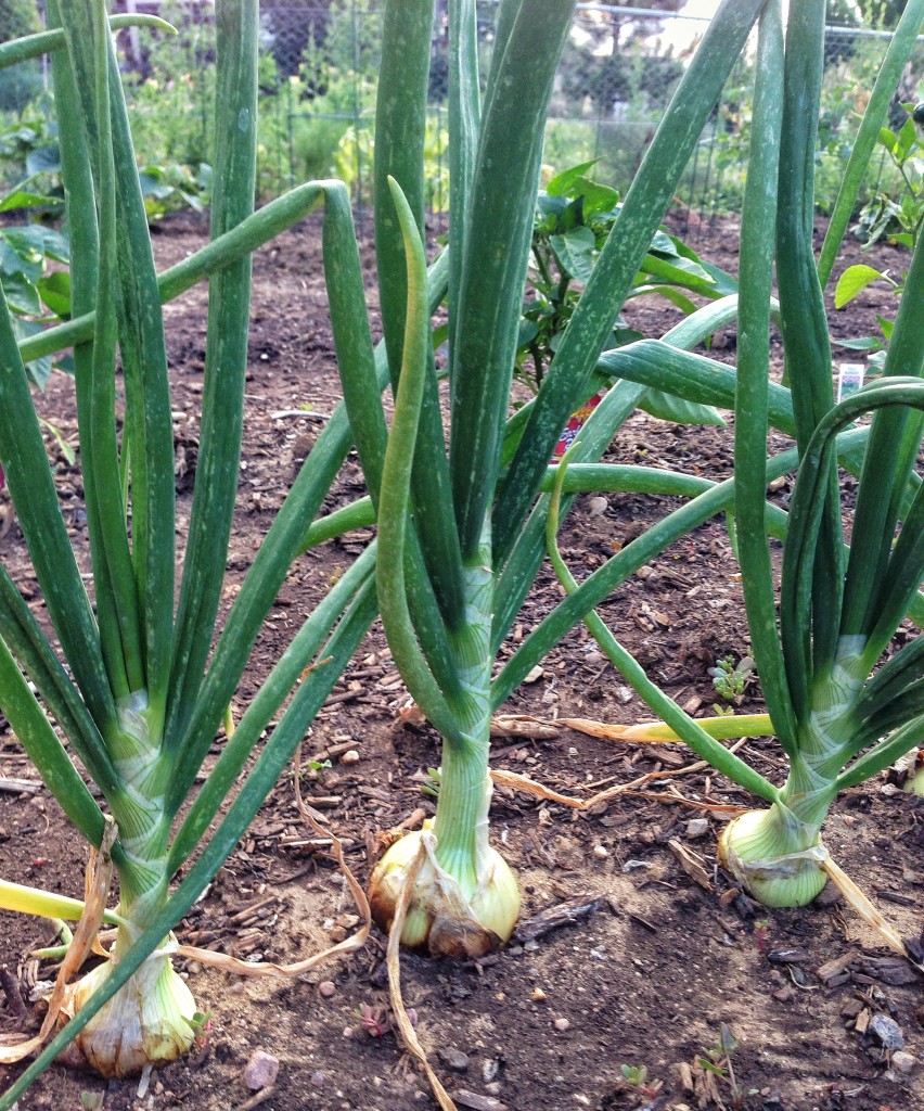 Onions are supposed to grow on top of the ground, right??
