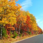 Wisconsin Autumn Leaves