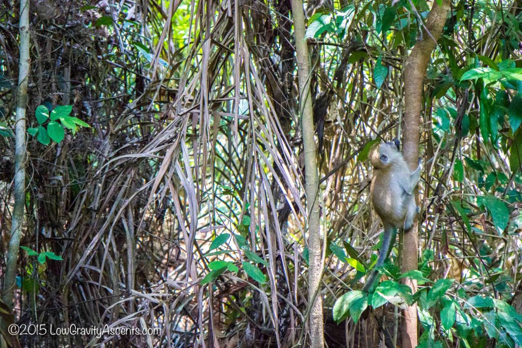 Singapore Treetop Walk Monkey
